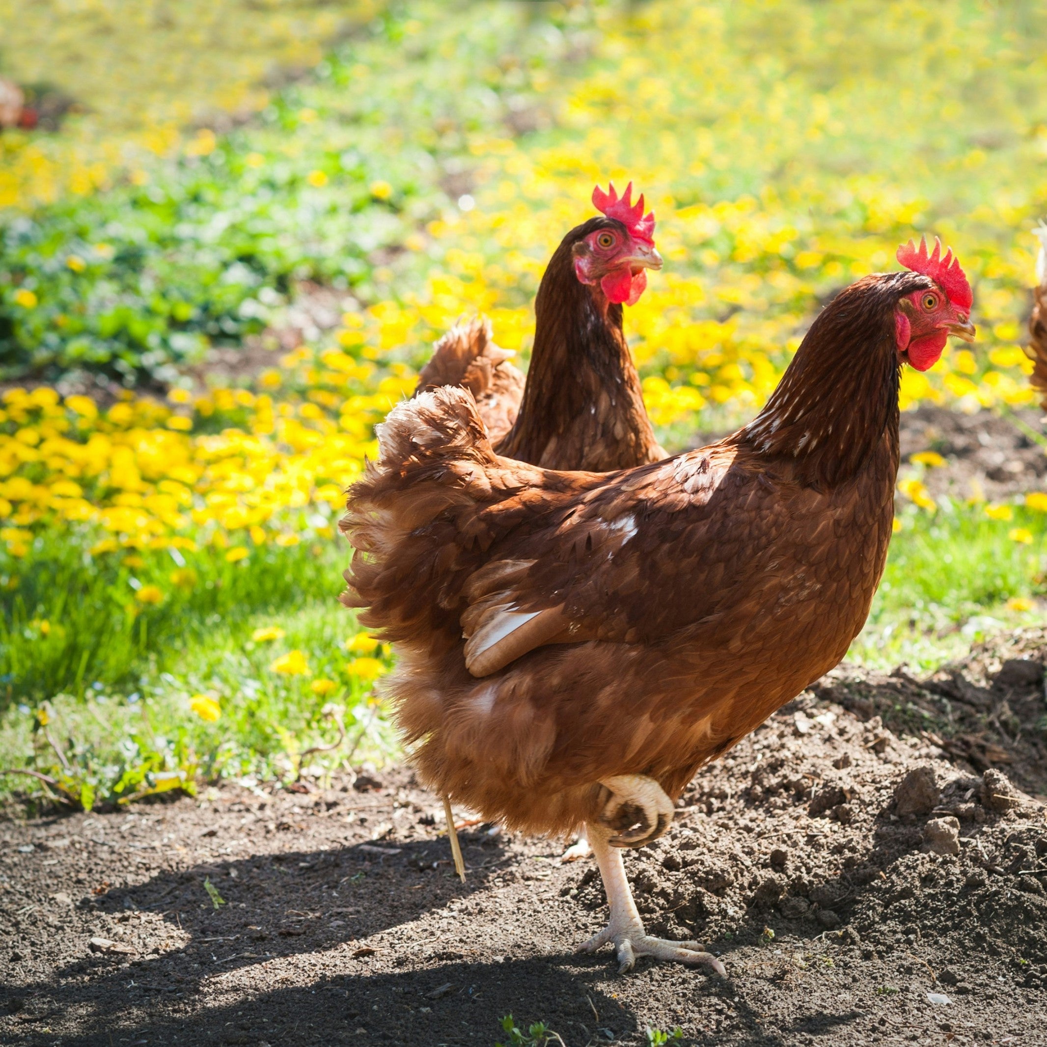 Backyard Farming